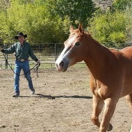 Person working with a horse in the arena