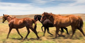 Horses running across the Idaho landscape
